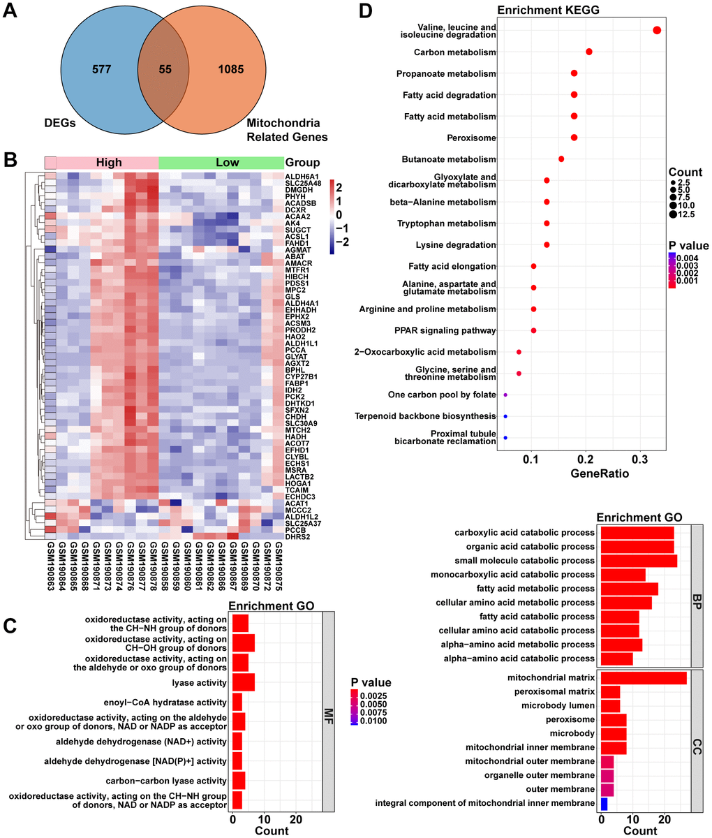 The relationship between ACOT13 and mitochondria-associated genes (Mito-RGs) in ADPKD. (A) The common genes (mitochondria-related DEGs) between DEGs and mitochondria-associated genes were screened by Venn. (B) Heatmap showed the mitochondria-related DEGs between H- and L-ACOT13 groups. Blue color represents downregulated genes; red color indicates upregulated genes. (C) GO analysis including top 10 BP, top 10 CC and top 10 MF terms. (D) Top 20 KEGG pathways.