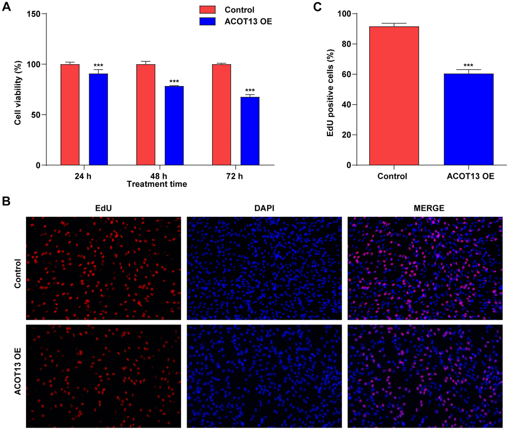 ACOT13 overexpression suppressed WT9-12 cell viability and proliferation. WT9-12 cells were transfected with ACOT13 OE plasmids. Cell viability and proliferation were determined using the (A) CCK-8 and (B, C) EdU staining (magnification, 200×) assays, respectively. ***P