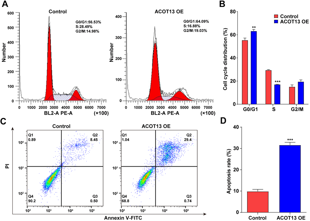 ACOT13 overexpression triggered WT9-12 cell cycle arrest and apoptosis. WT9-12 cells were transfected with ACOT13 OE plasmids. (A, B) Cell cycle distribution and (C, D) cell apoptosis were analyzed by the flow cytometry analysis. **P