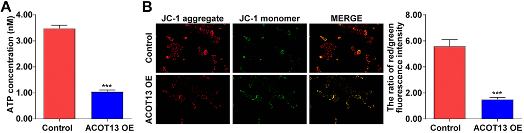 ACOT13 overexpression induced mitochondria damage in WT9-12 cells. WT9-12 cells were transfected with ACOT13 OE plasmids. (A) The ATP concentration in cells were detected using an ELISA kit. (B) JC-1 staining was performed to evaluate the MMP level (the ratio of red/green fluorescence intensity) in WT9-12 cells (magnification, 200×). ***P