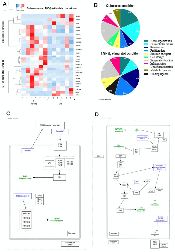Quiescence and TGF-β1-stimulated SECRETOME heat-map and schematic representations of molecular pathways. (A) Heat-maps of differentially-expressed proteins in young and old fibroblasts (n=6) (HeatMapper). (B) Analysis of cellular processes linked to differentially-expressed proteins (GOrilla and Panthere). (C) Representation of signaling pathways and links between differently expressed proteins in quiescence and (D) TGF-β1-treated condition (PathVisio).