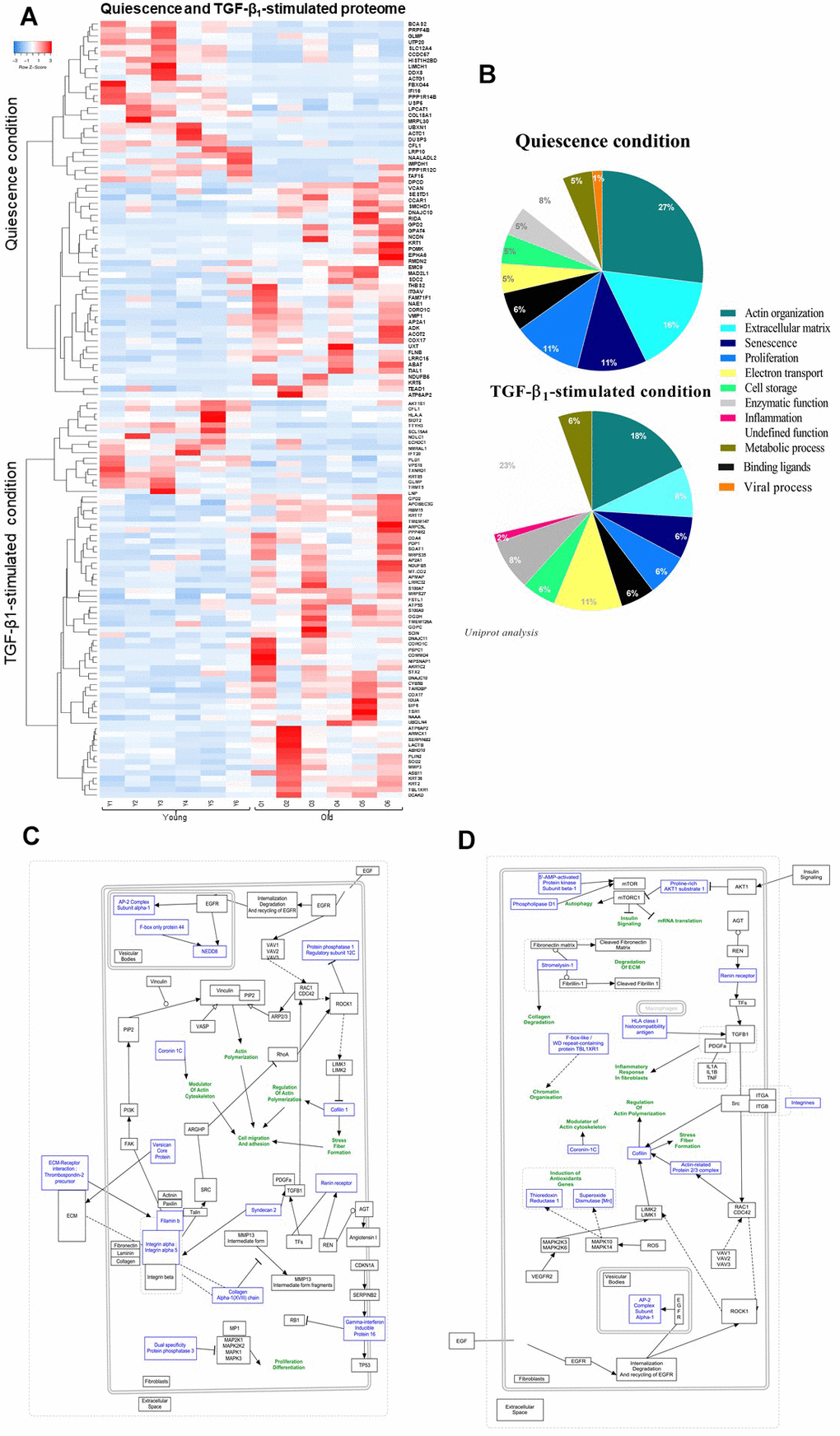 Quiescence and TGF-β1-stimulated PROTEOME heat-map and schematic representations of molecular pathways. (A) Heat-maps of differentially-expressed proteins in young and old fibroblasts (n=6) (HeatMapper). (B) Analysis of cellular processes linked to differentially-expressed proteins (GOrilla and Panthere). (C) Representation of signaling pathways and links between differentially-expressed proteins in quiescence and (D) TGF-β1-treated condition (PathVisio).