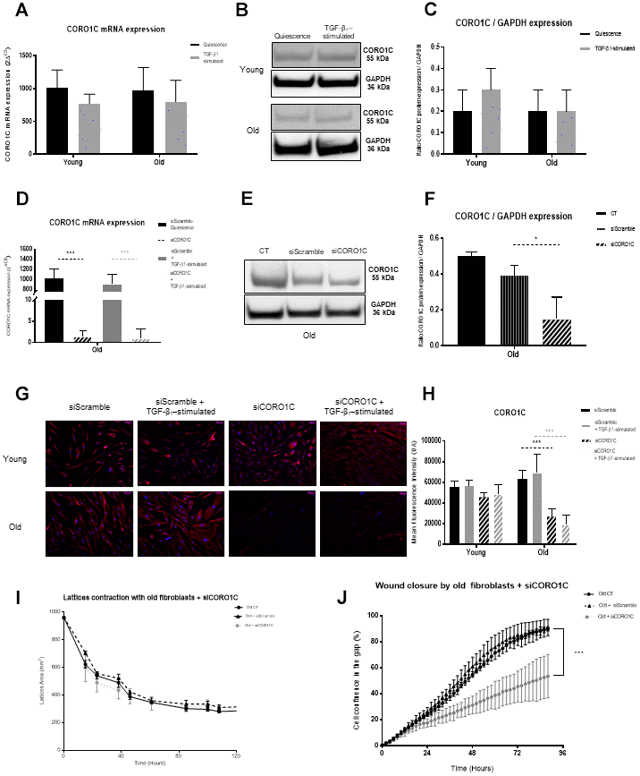 CORO1C analysis. (A) mRNA CORO1C expression (RT-qPCR) of fibroblasts in quiescence or after 24h of TGF-β-1 stimulation (Mean±SEM, n= 6 for young and old cells); (B) one representative western blot of CORO1C and GAPDH expression and (C) mean (±SD) quantification of CORO1C/GAPDH ratio expression in quiescence or after a 24h-TGF-β-1 stimulation of young or old fibroblasts (n=3 per type); (D) mRNA expression quantified by RT-qPCR after transfection with specific siRNA for CORO1C (siCORO1C) or with Scramble siRNA (siScramble), in quiescence or after a 24h-TGF-β-1 stimulation (Mean±SD, n=6 per type); (E) after transfection of young fibroblasts with specific siCORO1C or with siScramble, one representative western blot of CORO1C and GAPDH expression and (F) mean WB quantification of CORO1C/GAPDH ratio expression (Mean±SD, n=3); (G) one representative immunofluorescence staining after transfection with specific siCORO1C or with siScramble of one representative young and one old fibroblast population, either in quiescence or after a 24h-TGF-β-1 stimulation and (H) in the same conditions, mean quantification of immunofluorescence staining from young or old fibroblasts (Mean±SD, n=6); (I) collagen gel contraction (lattice) of old fibroblasts either from control cultures or after transfection with specific siCORO1C or with siScramble during 120h (Mean±SD, n=6); (J) wound closure over 96h as measured by % of cell confluency for analysis of migration of old controls fibroblasts (CT) or after transfection with siCORO1C or siScramble siRNA (Mean ±SD, n=6). p-value *J) Schematic representation of the actin dynamic polymerization between CFL1, CORO1C and ARP2/3, regulators, adapted from Mol Biol Cell. 2010; 21:3529-39. Hypothetically, the low level of ARP2/3 in old cells might favor a potent deficiency in actin polymerization with as consequences, alteration of cell motility and capacity to interact with the ECM components. This could be reinforced by the low levels of CFL1. Moreover, the increase of CORO1C in old fibroblasts should induce a higher strength of the actin filaments, leading to cell rigidification with no renewal in the actin complex as a consequence of loss in cell contractility and effective migration.