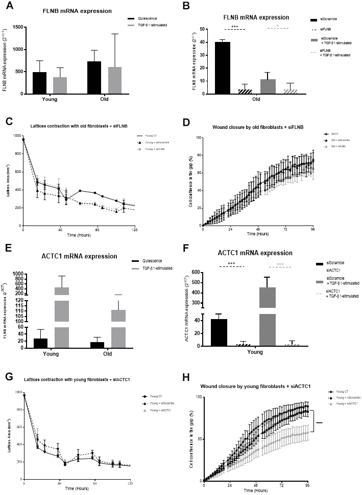 FLNB and ACTC1 analysis. (A) mRNA FLNB expression (RT-qPCR) of fibroblasts in quiescence or after 24h of TGF-β-1 stimulation (Mean±SEM, n= 6 for young and old cells); (B) mRNA expression quantified by RT-qPCR after transfection with specific siRNA for FLNB (siFLNB) or with Scramble siRNA (siScramble), in quiescence or after a 24h-TGF-β-1 stimulation (Mean±SD, n=6 per type); (C) Collagen gel contraction (lattice) of old fibroblasts either from control cultures or after transfection with specific siFLNB or with siScramble during 120h (Mean±SD, n=6); (D) Wound closure over 96h as measured by % of cell confluency for analysis of migration of old control fibroblasts (CT) or after transfection with FLNB or siScramble (Mean±SD, n=6); (E) mRNA ACTC1 expression (RT-qPCR) of fibroblasts in quiescence or after 24h of TGF-β-1 stimulation (Mean±SEM, n= 6 for young and old cells); (F) mRNA expression quantified by RT-qPCR after transfection with specific siRNA for ACTC1 (siACTC1) or with Scramble siRNA (siScramble), in quiescence or after a 24h-TGF-β-1 stimulation (Mean±SD, n=6 per type); (G) Wound closure over 96h as measured by % of cell confluency for analysis of migration of old control fibroblasts (CT) or after transfection with siACTC1 or siScramble (Mean±SD, n=6); (H) Collagen gel contraction (lattice) of young fibroblasts either from control cultures or after transfection with specific siACTC1 or with siScramble during 120h (Mean±SD, n=6); p-value *