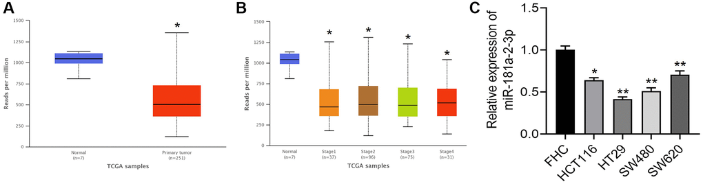 miR-181a-2-3p is lowly expressed in colon cancer. (A) Expression of miR-181a-2-3p in colon cancer compared with normal. (B) Expression levels of miR-181a-2-3p in different stages of colon cancer tissues. (C) The relative expression level of miR-181a-2-3p in different cells was detected by q-PCR. The expression level of normal colon cells (FHC) was set as 1. Note: Figure A and B are based on analysis of TCGA database (http://ualcan.path.uab.edu/index.html). Figure 1A: red is the colon cancer group, and blue is the normal control group. Figure 1B: blue is the normal control group, and the rest are colon cancer tissues at different stages.