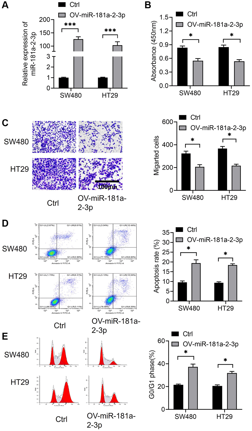 miR-181a-2-3p affects the biological function of colon cancer cells and miR-181a-2-3p inhibits the oncogenicity of colon cancer. (A) Assessment of miR-181a-2-3p overexpression efficiency by the qRT-PCR method. (B) Examination of cell proliferation by CCK-8 assay. (C) Assessment of cell migration ability by Transwell assay. (D) Measurement of cell apoptosis by flow cytometry. (E) Detection of cell cycle by flow cytometry.