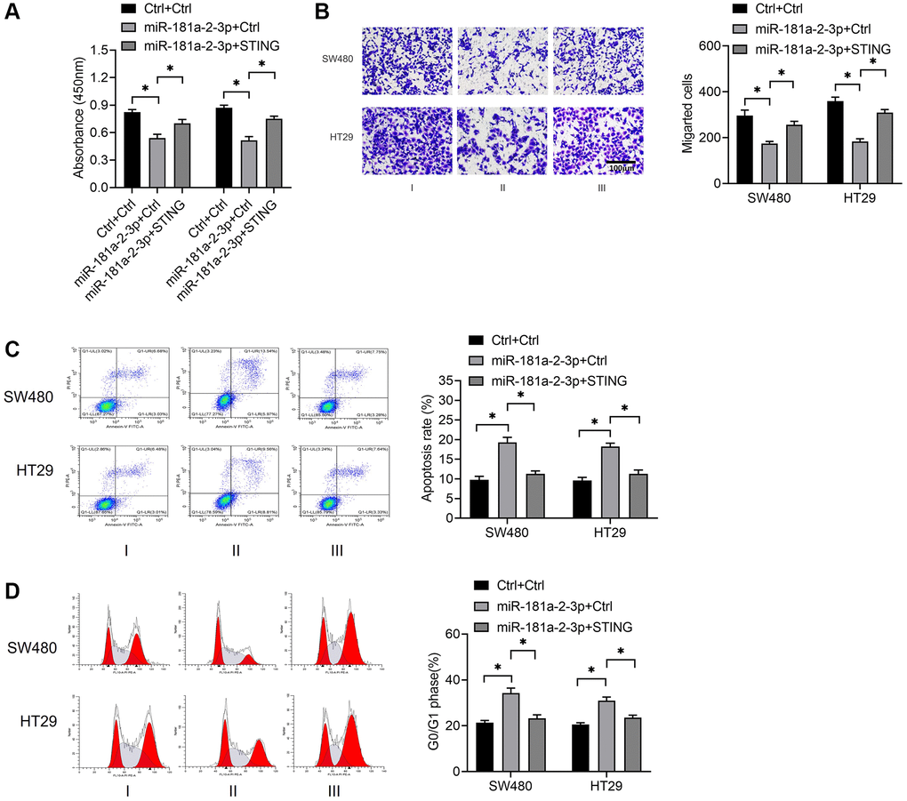 STING reverses the biological role of miR-181a-2-3p in colon cancer cells. (A) Examination of cell proliferation by CCK-8 assay. (B) Assessment of cell migration ability by Transwell assay. (C) Measurement of cell apoptosis by flow cytometry. (D) Detection of cell cycle by flow cytometry. Note: Group I was Ctrl+Ctrl, which meant that NC overexpressing miR-181a-2-3p and NC overexpressing STING were co-transfected at the same time. Group II was miR-181a-2-3p+ Ctrl, which means that overexpression of miR-181a-2-3p and NC overexpressing STING were simultaneously co-transfected. Group III was miR-181a-2-3p+STING, which means that overexpression of miR-181a-2-3p and overexpression of STING plasmid were simultaneously transfected.