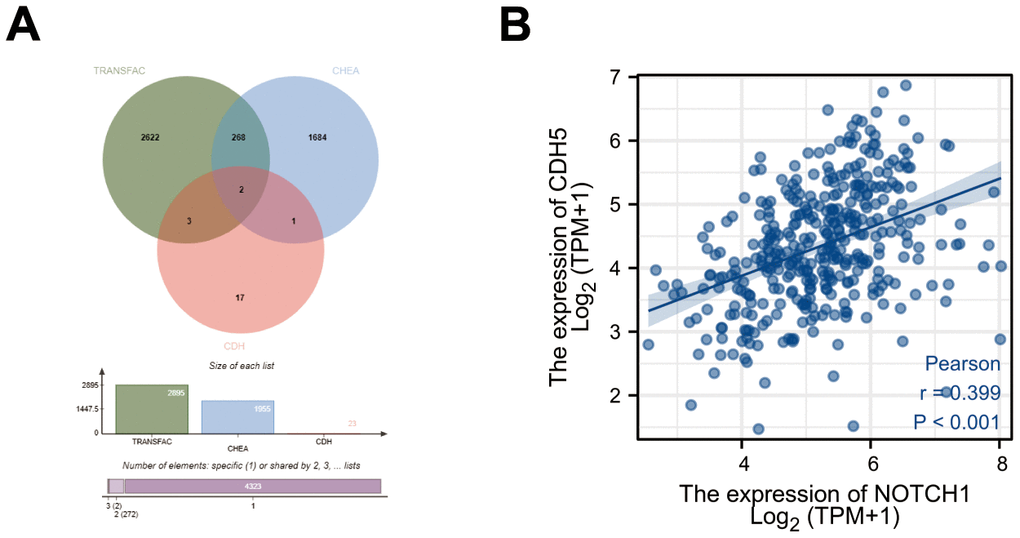 Bioinformatics screening of target gene of Notch1 in gastric cancer. (A) Workflow of target gene identification in the TRANSFAC database, ChEA database and CDH members. (B) Pearson’s correlation between expression of Notch1 and CDH5.