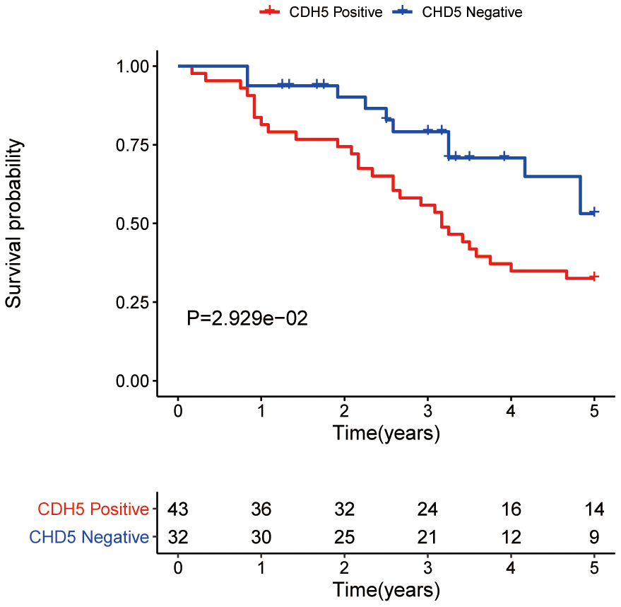 Overall survival analysis of gastric cancer patients with positive and negative CDH5 expression in the tissue microarrays.