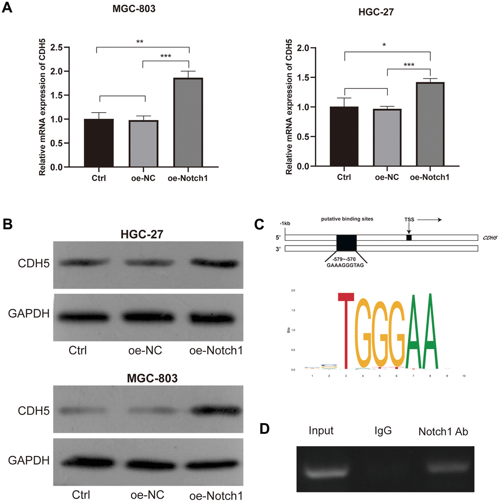 Notch1 positively regulated the expression of CDH5. (A) Notch1 positively regulated mRNA levels of CDH5 in MGC-803 (upper) and HGC-27 cells (lower). (B) Notch1 positively regulated protein levels of CDH5 in MGC-803 (upper) and HGC-27 cells (lower). (C) Schematic diagram of putative binding sites (−579 to −570) within the CDH5 promoter. (D) CHIP assay showed Notch1 bind to the CDH5 promoter. Input - input fraction, IgG - sample incubated with rabbit IgG, Notch1 Ab – sample incubated with anti-Notch1 antibody.
