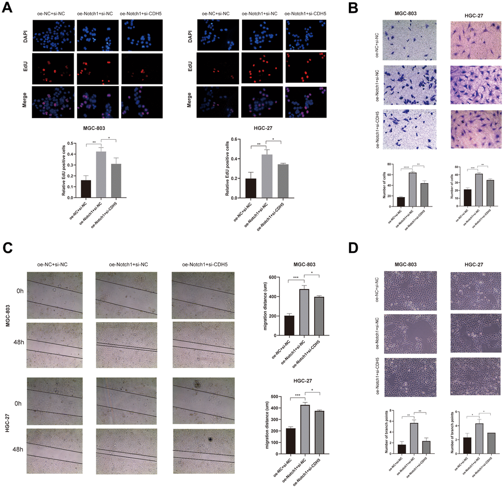 Overexpressed Notch1 promoted gastric cancer cell growth, invasion and migration with CDH5 involvement. (A) EdU assay in MGC-803 and HGC-27 cells transfected with NC, Notch1-lentivirus, and Notch1-lentivirus+si-CDH5. (B) Transwell assay in MGC-803 and HGC-27 cells transfected with NC, Notch1-lentivirus, and Notch1-lentivirus+si-CDH5. (C) Scratch wound healing assays in MGC-803 and HGC-27 cells transfected with NC, Notch1-lentivirus, and Notch1-lentivirus+si-CDH5. (D) Tubule formation assays in MGC-803 and HGC-27 cells transfected with NC, Notch1-lentivirus, and Notch1-lentivirus+si-CDH5.