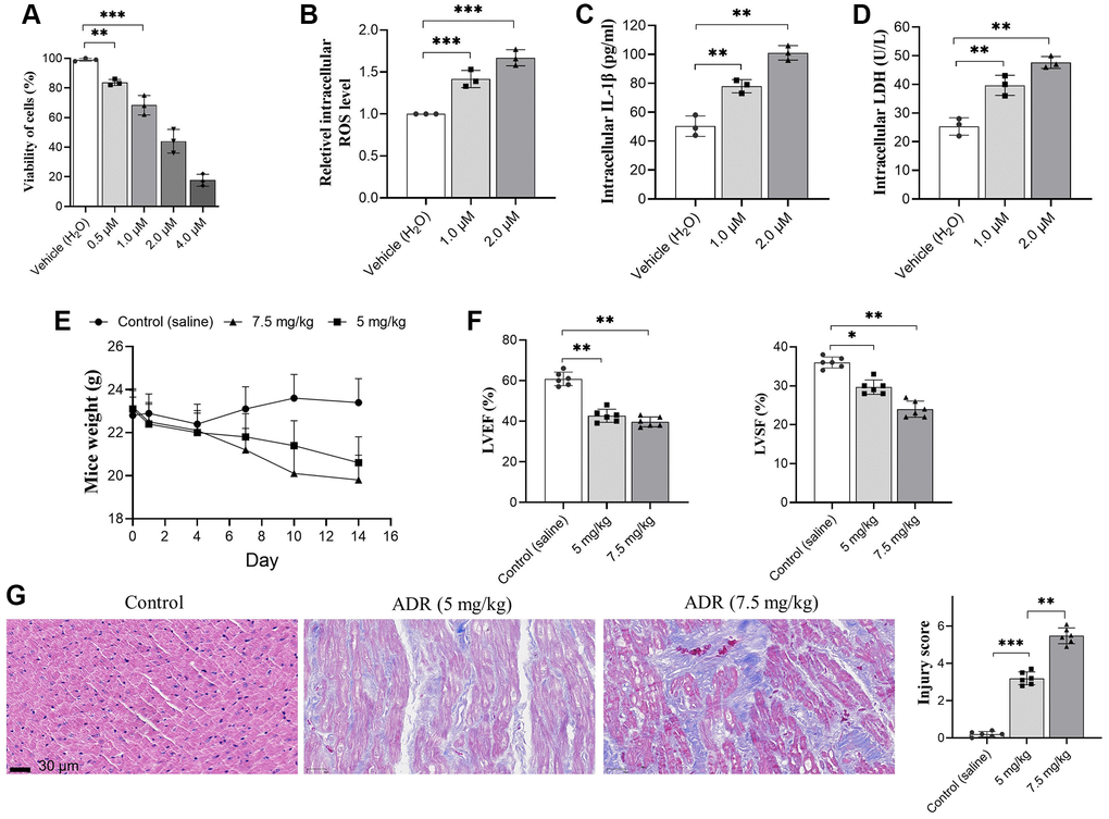 Adriamycin (ADR) treatment damages cardiomyocyte and impaired cardiac function of C57BL/6 mice. (A) Cardiomyocytes were treated by a serial of ADR, and ADR decreases the viability of cardiomyocytes; (B–D) ADR stimulates oxidative stress and inflammatory response. ADR causes increasing of intracellular reactive oxygen species (ROS) (A) and interleukin-1β (IL-β) (B) lactate dehydrogenase (LDH) (C) level, and LDH levels in primary cardiomyocytes (D); (E) ADR causes obvious decreasing of body weight, and impaired left ventricular ejection fraction (LVEF) and left ventricular systolic function (LVSF) in mice (F); (G) Hematoxylin and Eosin (H&E) staining in ADR-treated myocardium of mice. Increased collagen between muscle, irregular arrangement of myocardial cell nuclei, granular and interstitial hemorrhage could be observed. **p ***p 