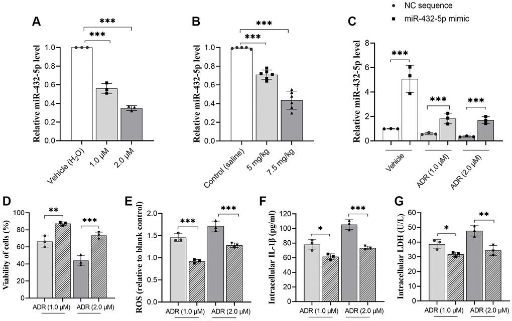 miR-432-5p alleviates ADR-caused cardiomyocytes injury. (A) The relative level of miR-432-5p in primary cardiomyocytes treated with ADR; (B) The relative level of miR-432-5p in ADR-treated mice; (C) The miR-432-5p mimic was transfected to primary cardiomyocytes, RT-PCR was performed to confirm the successful of transfection; (D–G) The increasing of miR-432-5p improved the cell viability caused by ADR; decreased ROS, IL-1β, and LDH levels in ADR treated cells. *p **p ***p 