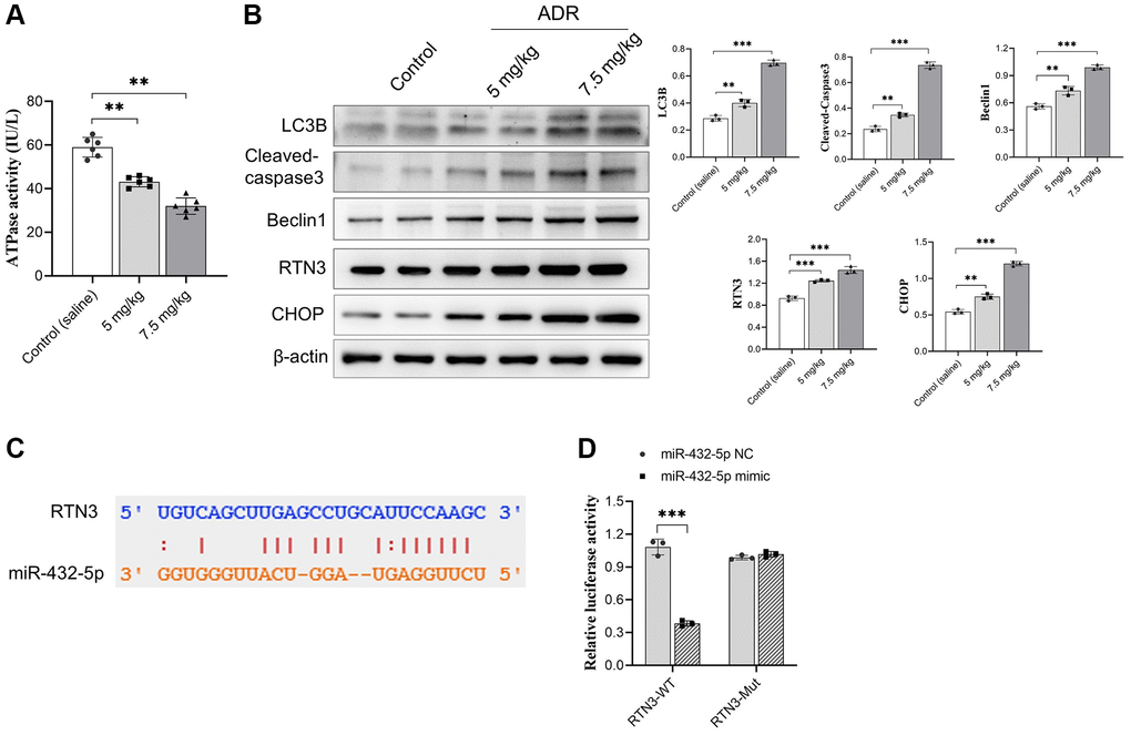 RTN3 activation in ADR-treated cardiomyocytes. (A) The decreasing ATPase activity in cardiomyocytes; (B) The expression of LC3B, cleaved-caspase 3, Beclin 1, RTN3, and CHOP protein increased in ADR-treated myocardium; (C) The binding site between RTN3 and miR-432-5p; (D) The binding of RTN3 and miR-432-5p is verified by luciferase report gene. **p ***p 