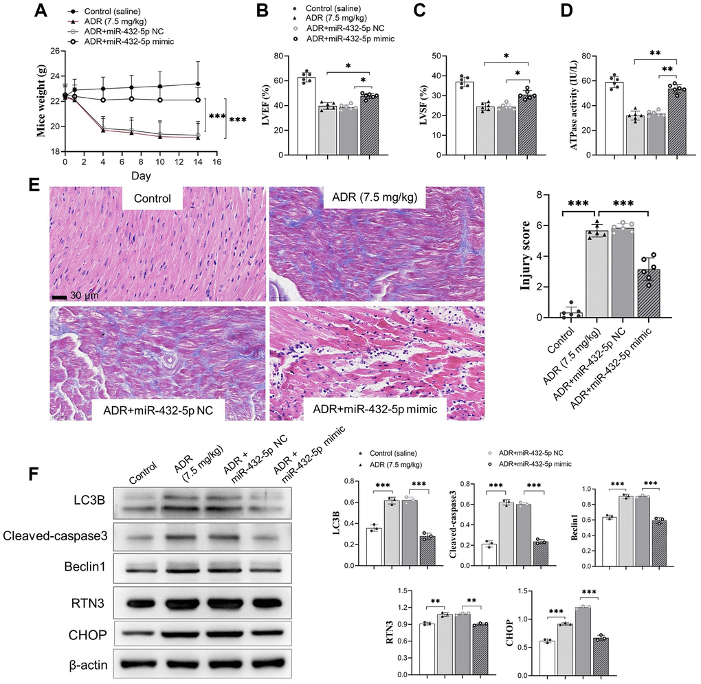 miR-432-5p alleviates ADR-induced toxicity in mice. (A) The body weight change after ADR-treated mice received miR-432-5p; (B) The LVEF improves after miR-432-5p treatment; (C) Improved LVSF after miR-432-5p treatment; (D) The activity of ATP synthesis in mouse myocardial tissue; The immunohistochemical images (E). Results showed the injury caused by ADR was improved by miR-432-5p; (F) The protein expressions of LC3B, cleaved-caspase 3, Beclin 1, RTN3, and CHOP decreased in ADR stimulated cells pretreated by miR-432-5p. *p **p ***p 