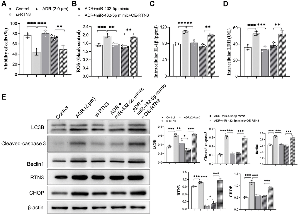 miR-432-5p attenuates ADR-induced toxicity via RTN3. (A–C) The mimic of miR-432-5p, si-RTN3, or OE-RTN3 were transfected into cardiomyocyte, and si-RTN3 and miR-432-5p mimic attenuate ADR-induced toxicity by cell viability (A), ROS (B), IL-1β (C) and LDH (D) level with the protection that was abolished by OE-RTN3; (E) Western blot analysis indicates RTN3 was knockdown or upregulated and accompanied by changing of LC3B, cleaved-caspase 3, Beclin 1, and CHOP in cardiomyocyte. *p **p ***p 