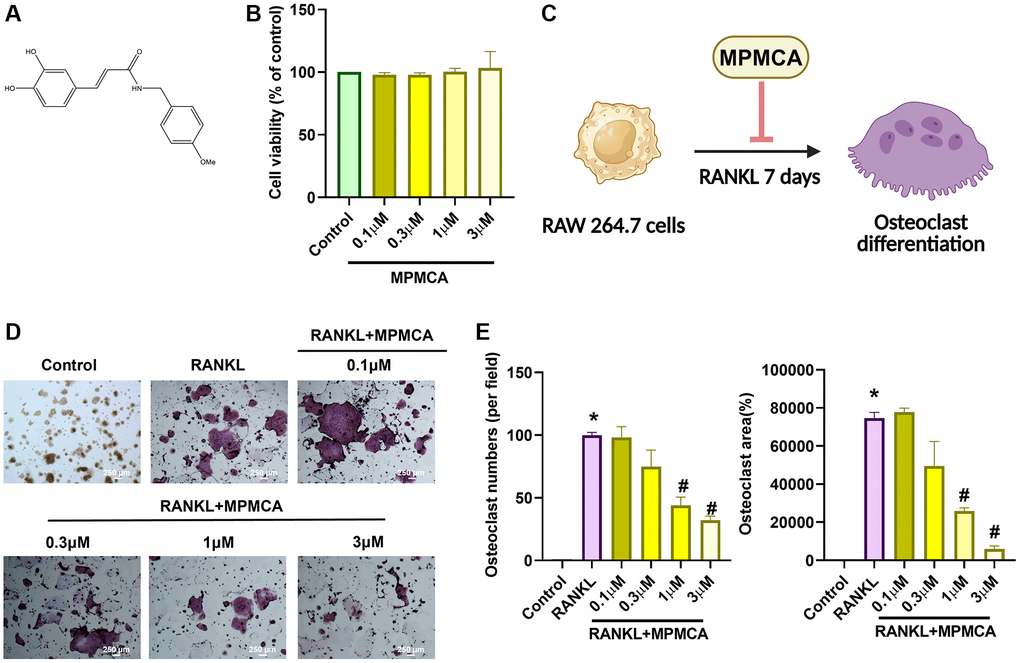 MPMCA effectively suppresses the formation of osteoclasts induced by RANKL. (A) Diagram illustrating the structure of MPMCA. (B) MTT assays were performed to evaluate the viability of RAW 264.7 cells after being treated with MPMCA for 24 hours (n = 3). (C) Schematic illustrating the inhibitory effect of MPMCA on the process of osteoclast development. (D, E) TRAP staining was conducted to quantify the number of osteoclasts in RAW 264.7 cells after 7 days of treatment with RANKL and MPMCA (n = 3). *p #p 