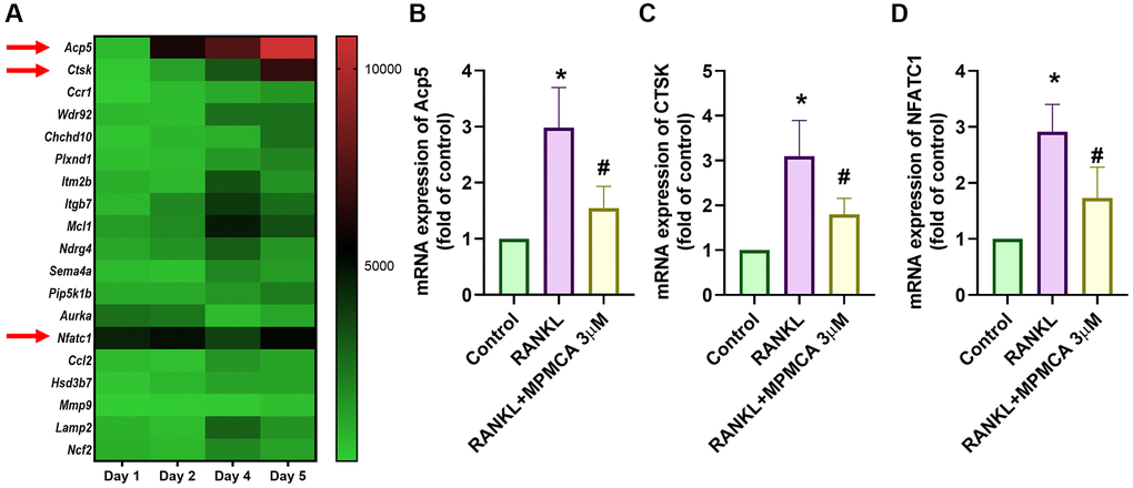 MPMCA inhibits the expression of osteoclast markers. (A) The GEO database (GSE21639) stores data showcasing the expression levels of osteoclast markers throughout the process of differentiating RAW 264.7 cells into osteoclasts by RANKL treatment. (B–D) qRT-PCR was used to assess the mRNA expression of osteoclast markers in RAW 264.7 cells. RAW 264.7 cells were exposed to RANKL and MPMCA for a period of 5 days (n = 3). *p #p 