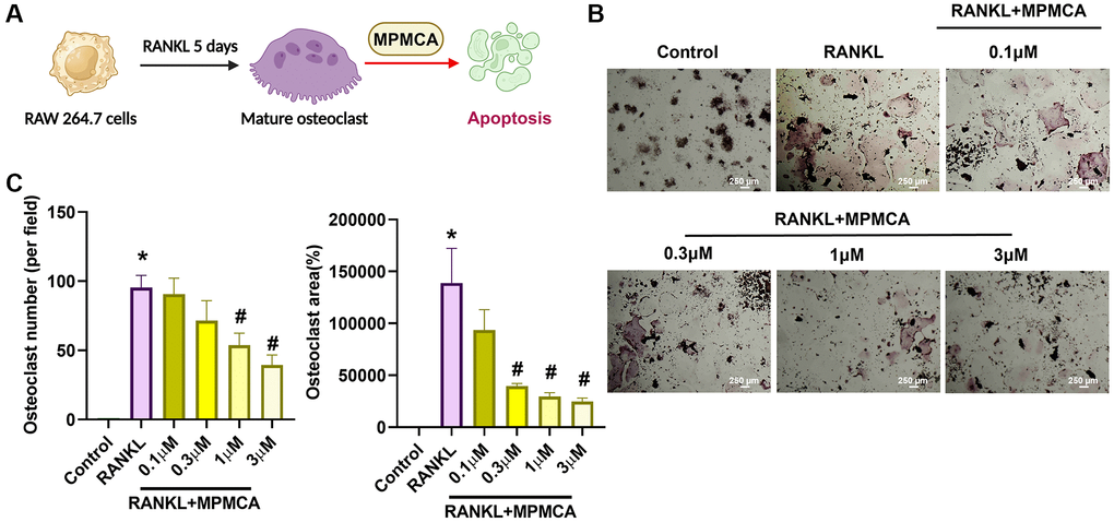 MPMCA induces apoptosis in mature osteoclasts. (A) The RAW 264.7 cells were cultured with RANKL for 5 days, followed by treatment with RANKL and MPMCA for an additional 2 days. (B) TRAP staining was performed on RAW 264.7 cells. (C) Quantitative results derived from TRAP staining in RAW 264.7 cells (n = 3). *p #p 