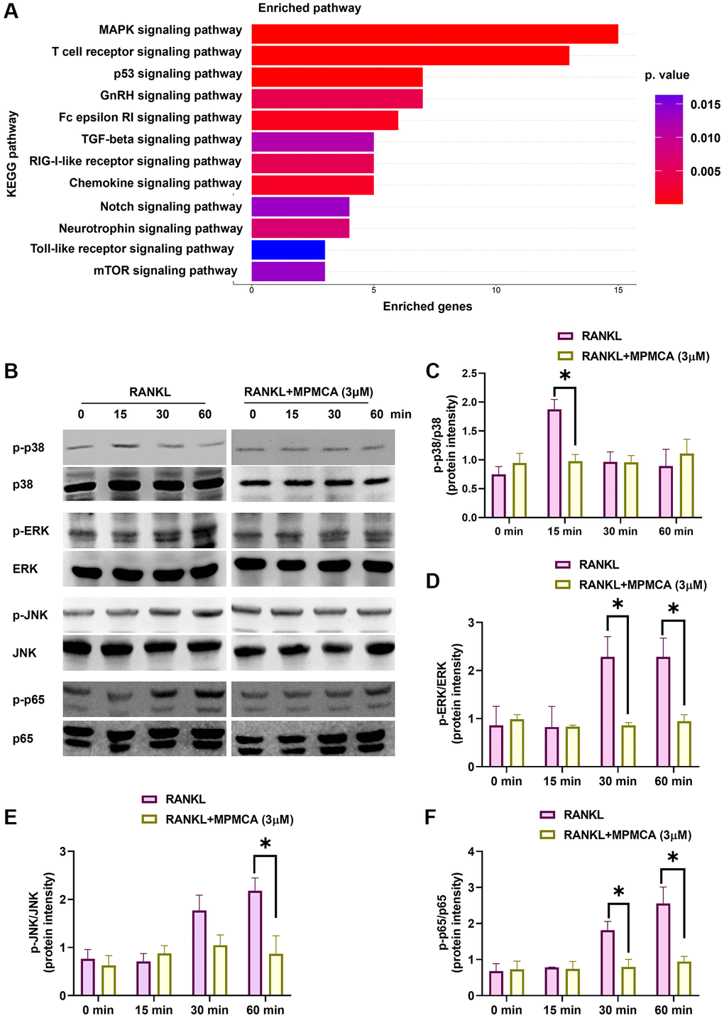 MPMCA hinders the activation of MAPKs and NF-κB. (A) KEGG pathway database map illustrating the significantly upregulated pathways in the GSE21639 database. (B–F) Western blot analysis reveals the phosphorylation of MAPKs and p65 in RAW 264.7 cells following treatment with RANKL and MPMCA at specific time intervals (n = 3). *p 