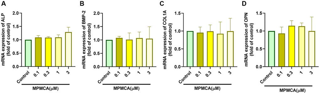 MPMCA does not induce the upregulation of osteogenic markers in osteoblasts. (A–D) MC3T3-E1 cells were subjected to predetermined concentrations of MPMCA for a period of 24 hours. RT-qPCR test was performed to examine the mRNA levels of osteogenic markers (n = 3). *p 