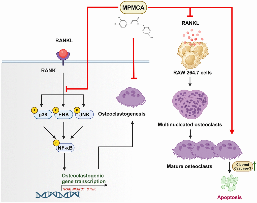The graphic illustrates the signaling pathways impacted by MPMCA, leading to the suppression of osteoclast activity. MPMCA hinders the transformation of macrophages into osteoclasts and intensifies the cell apoptosis of mature osteoclasts. MPMCA facilitates the inhibition of MAPKs (ERK, p38 and JNK) and NF-κB signaling pathways.