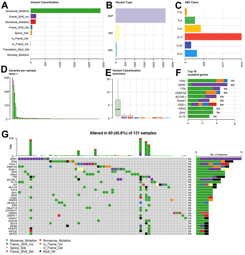 Tumor mutational burden of patients in the TCGA-LAML cohort. (A–E) The multiple forms of genomic mutations in the AML patients. (A) Variant classification. (B) Variant type. (C) SNV class. (D) Variants per sample. (E) Variant classification summary. (F) Mutations in the 10 most common genes. (G) The landscape of the genomic alterations in the top 30 genes per patient.