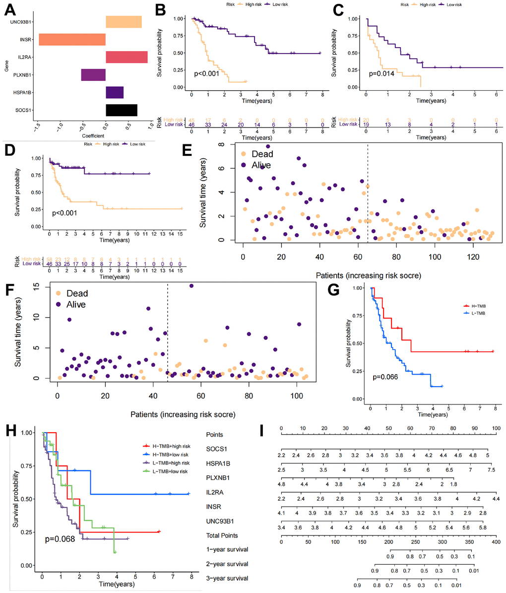 Validation of the AML subtype training model. (A) The GSE71014 cohort from the GEO database was downloaded as the internal test group, and the following final model coefficients were constructed: risk score = [value of SOCS1×(0.70)] + [value of HSPA1B×(0.40)] + [value of PLXNB1×(-0.55)] + [value of IL2RA×(0.93)] + [value of INSR×(-1.47)] + [value of UNC93B1×(0.80)]. (B–D) The training cohort, internal test group, and external test cohort were divided into high-risk and low-risk groups. (E, F) The risk scores and survival times of the different patients in the TCGA-LAML cohort and GSE71014 cohort. (G, H) The prognosis of the high-load patients was better than that of the low-load patients due to the presence of more mutation sites. (I) We constructed a column chart to better guide the identification of high-risk patients in the clinic.