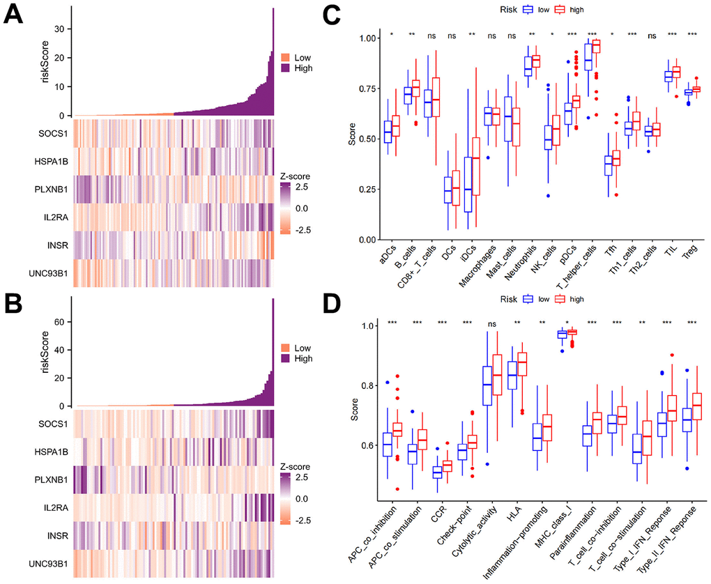 Immune characteristics of the AML subtypes. (A, B) The expression levels of the six genes in the TCGA-LAML and GSE71014 cohorts based on the ssGSEA calculations. (C, D) The differences in immune cells and immune functions between the high- and low-risk groups revealed that the high-risk group had more immune cells than the low-risk group for most of the immune cell types. Only two types of immune cells, macrophages, and mast cells, were more common in the low-risk group than in the high-risk group. The high-risk group was found to have greater immune function than the low-risk group.