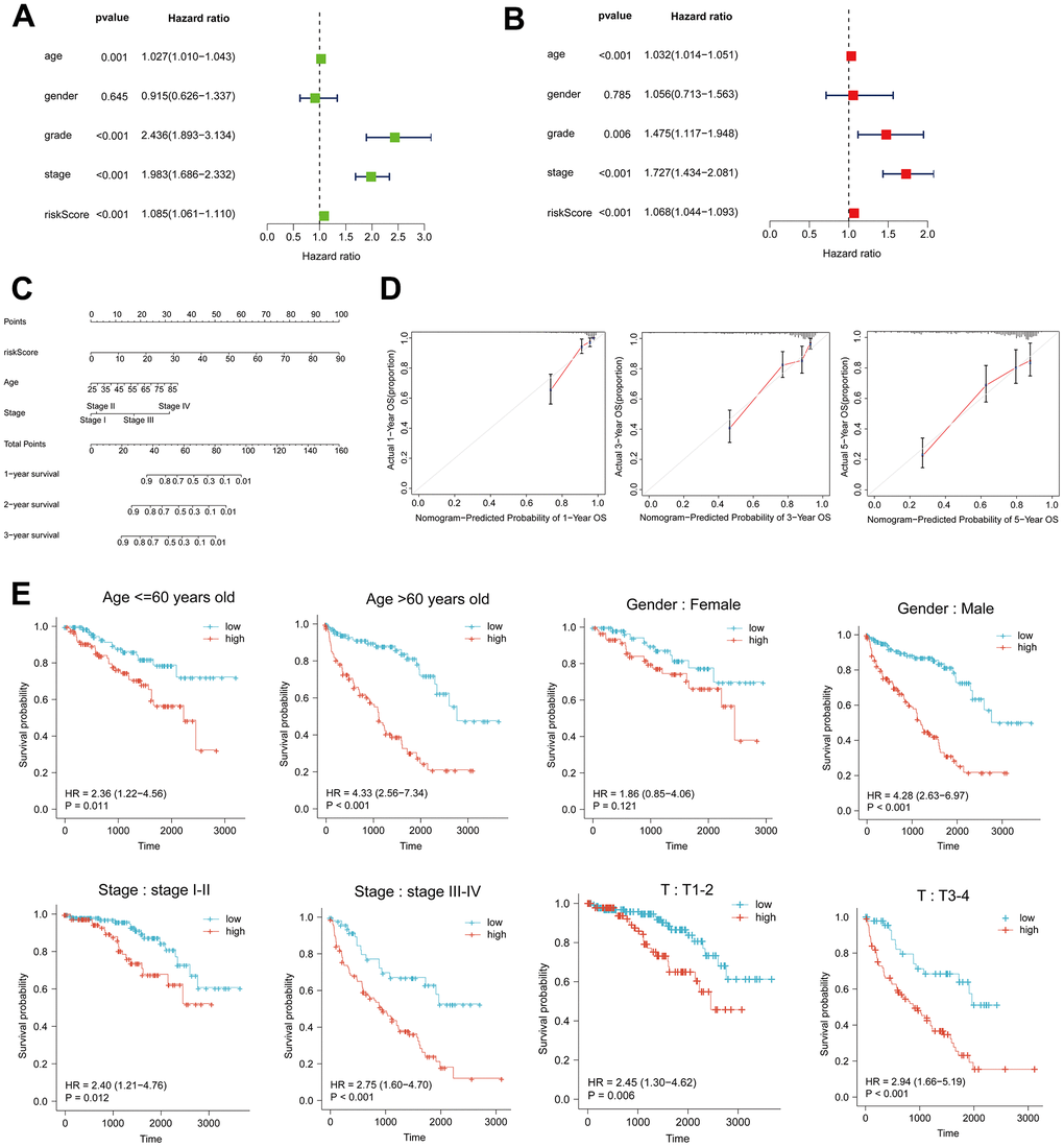 Risk score as an independent risk factor for ccRCC patients. (A, B) Forest plots of univariate and multivariate Cox regression analysis. (C) Column line plot created based on age, tumor stage and risk score. (D) Calibration curves at 1, 3, and 5 years for the column-line plots. (E) Kaplan-Meier curves for high- and low-risk patients between subgroups of ccRCC patients by age, sex, clinical stage, and T.