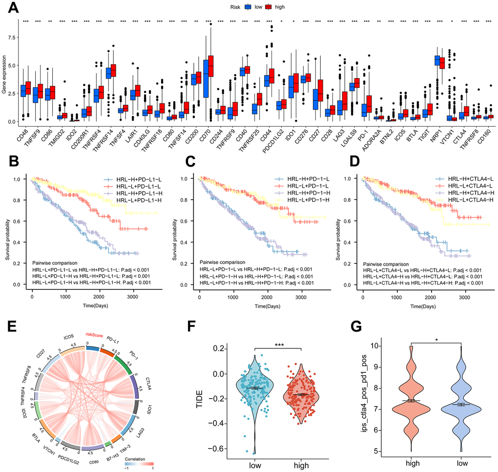 Immunotherapy. (A) Proportion of common immune checkpoints between high- and low-risk groups. patient survival curves between HRL characteristics and PD-L1 (B), PD-1 (C), and CTLA4 (D) stratification. (E) Correlation of immune checkpoint genes with risk scores. (F) TIDE scores in the high-risk and low-risk groups. (G) IPS scores for PD-1 and CTLA4 co-blockers in the high-risk and low-risk groups. *p 