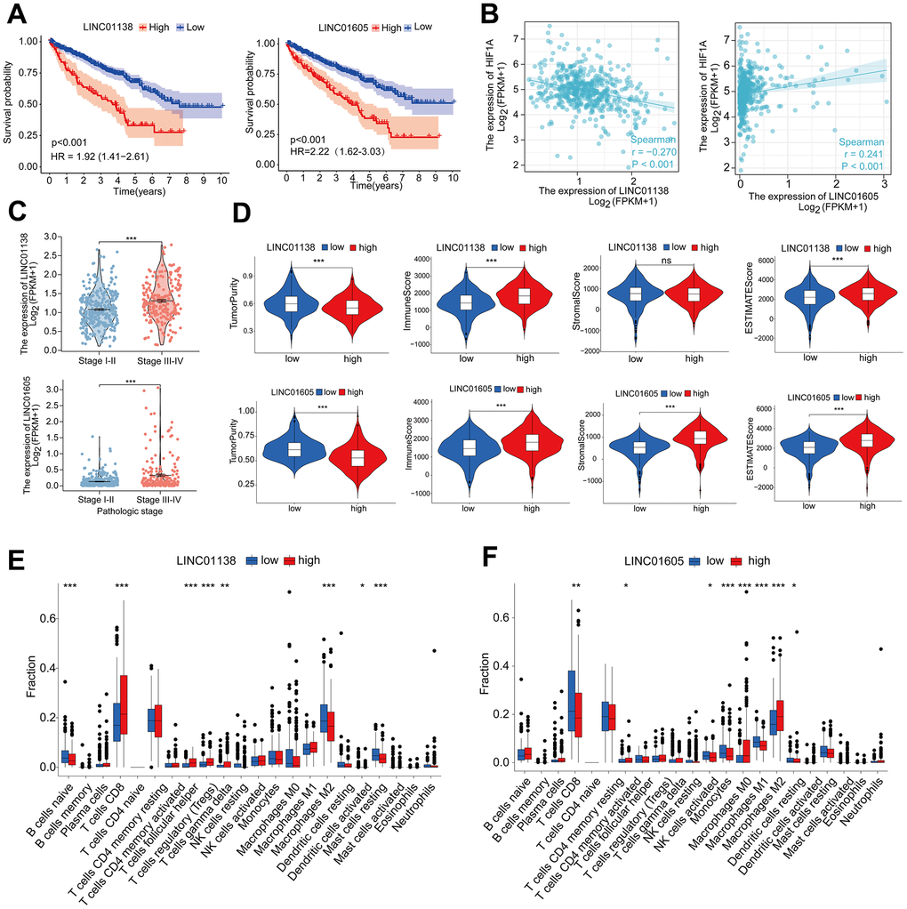 LINC01138 and LINC01605 are associated with clinical staging and immune infiltration. (A) Kaplan-Meier curves of LINC01138 and LINC01605 expression in ccRCC patients. (B) Correlation between LINC01138 and LINC01605 expression levels and HIF1A expression levels in ccRCC sample tissues. (C) Relationship between LINC01138 and LINC01605 expression and clinical stage. (D) Proportion of tumor purity, immune score, stroma score and ESTIMATE score at different LINC01138 and LINC01605 expression levels. (E) Proportion of immune cells at different LINC01138 expression levels. (F) Proportion of immune cells at different LINC01605 expression levels. *p 