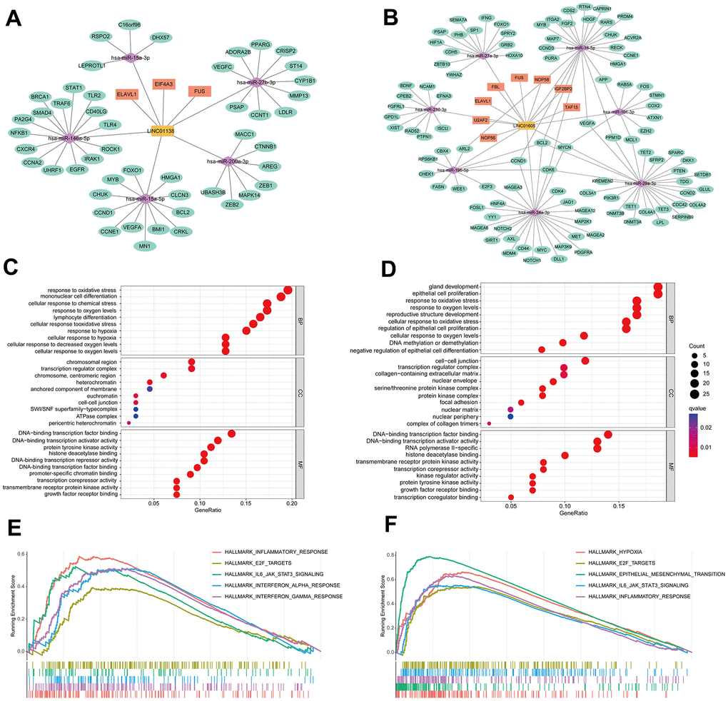 Analysis of the molecular mechanisms of LINC01138 and LINC01605. The ceRNA network maps of LINC01138 (A) and LINC01605 (B). mRNA enrichment analysis of LINC01138 (C) and LINC01605 (D) predicted mRNAs. GSEA analysis of differential genes between high LINC01138 (E) and LINC01605 (F) expression groups.