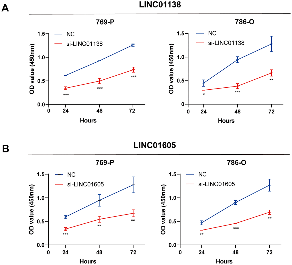 Knockdown of LINC01138 and LINC01605 inhibits renal clear cell carcinoma cell proliferation. Knockdown of LINC01138 and LINC01605 inhibited the proliferation ability of renal clear cell carcinoma cells. (A, B) CCK8 viability assay of 769-P and 786-O cells after transfection of si-LINC01138 and si-LINC01605. Note * p 