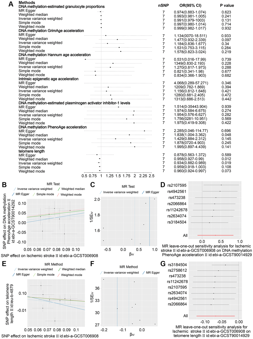 In ischemic stroke, the effect estimates 6 DNA methylation-based phenotypes and telomere length. (A) Examination of the association between an increase in ischemic stroke exposure and the risk of DNA histone modifications-estimated phenotypes and Telomere length, utilising Inverse variance weighed, MR Egger, Simple mode, Weighted mode and Weighted median estimates. (B) Scatter plots showing distinct SNP effects and approximations from various MR methods to investigate the effect of stroke caused by ischemic stroke on the acceleration of DNA methylation PhenoAge. (C) funnel Diagram of Ischemic Stroke on accelerated DNA methylation PhenoAge. (D) Leave-one-out regression diagrams for Ischemic Stroke and accelerated DNA methylation PhenoAge. (E) Scatter plots illustrating distinct SNP effects and estimates from various MR techniques depicting the influence of Ischemic Stroke on Telomere duration. (F) Ischemic Stroke funnel plots on Telomere length. (G) Leave-one-out evaluation plots for the effect of Ischemic Stroke on Telomere length.