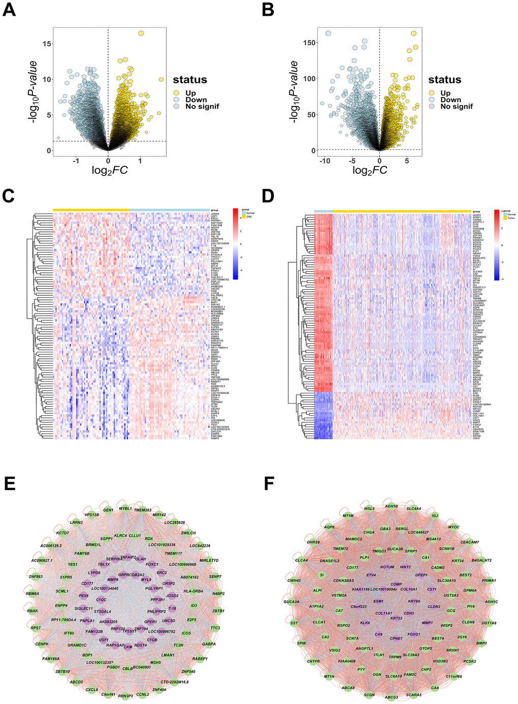 The DEGs of CRC. (A, B) The volcano plots were created to visualize differentially up- and down- regulated genes from GSE164191 and TCGA with significance p C, D) The heatmaps were to show the top 100 up- and down-expressed genes, up-regulated genes are shown in red color, down-regulated genes are shown in blue color. (E, F) Network diagram (arranged according to LogFC value) of top 100 DEGs were plotted to evaluate their correlation ship, up-regulated genes are shown in purple color, down-regulated genes are shown in green color, significant negative correlation ship are shown in blue lines, significant positive correlation ship are shown in red lines.