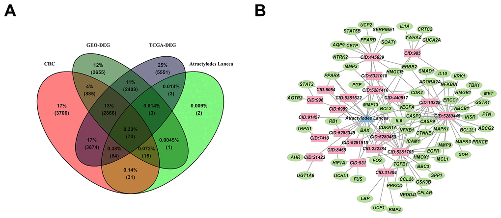 The targets and relationship between Atractylodes lancea and CRC. (A) The co-expression of 73 genes between targets of Atractylodes lancea and CRC were overlapped in Venn map. (B) Cytoscape constructs a network of relationships between 73 genes and active ingredients of Atractylodes lancea, active ingredients are shown in red color, Atractylodes lancea are shown in blue color, genes are shown in green color.