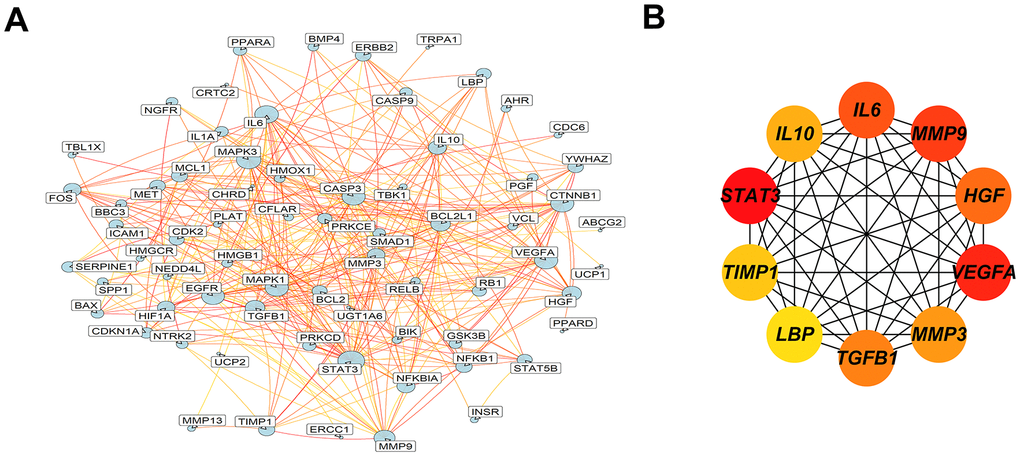 Protein–protein interaction network diagram of 73 intersected DEGs. (A) An interaction network of 73 overlap genes was constructed by Cytoscape, larger point means larger degree. (B) The top 10 hub genes were identified and displayed a network by MCC algorithm, in which gray value represents the importance in the network.