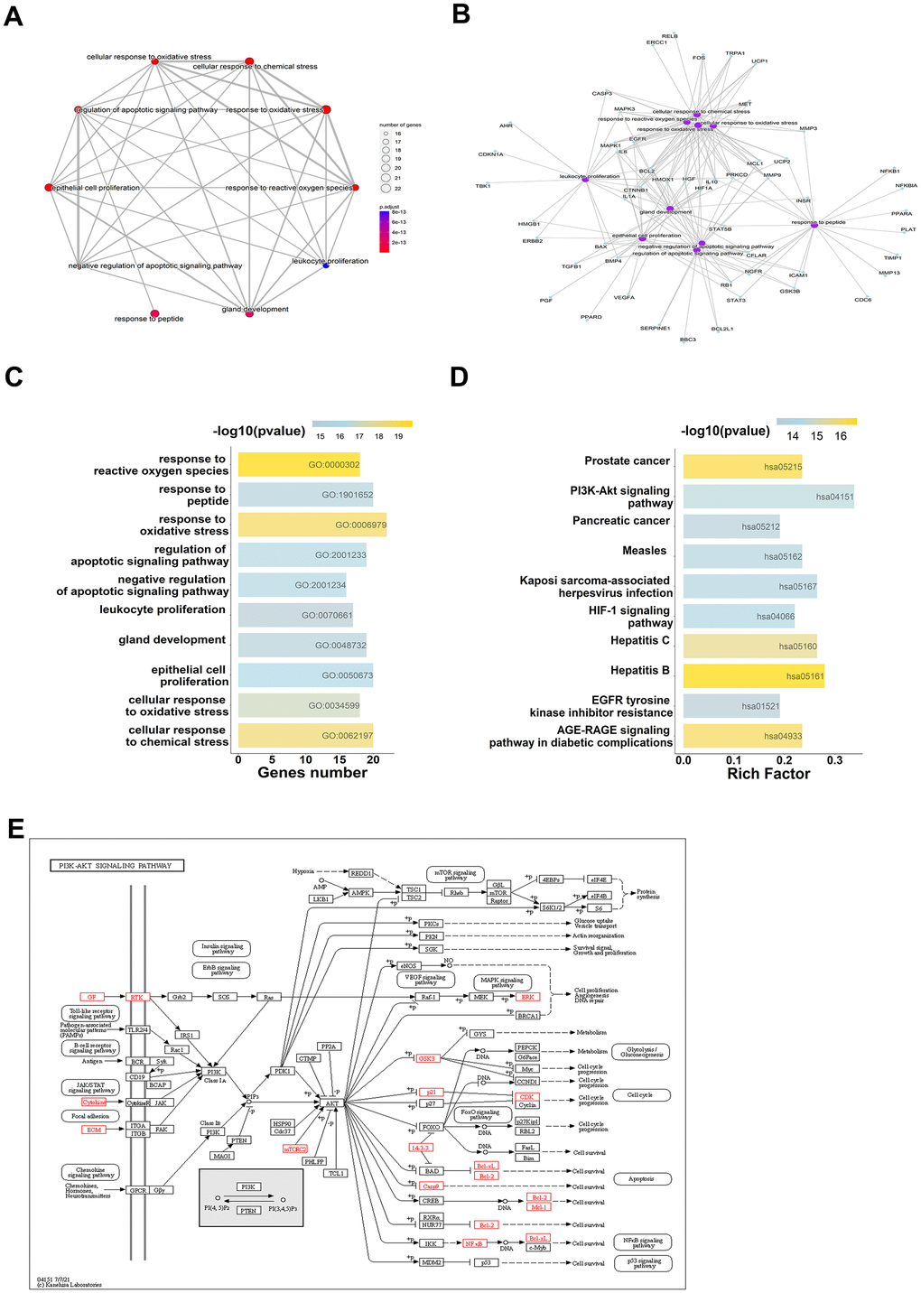 GO and KEGG analysis show the 73 overlap genes targeted by Atractylodes lancea. (A–C) GO enrichment analysis shows the intersection target genes in BP and the top 10 results were displayed. (D, E) KEGG pathway analysis shows the intersection target genes, top 10 results and the richest factor enrichment pathway - PI3K/AKT signaling pathway were displayed.