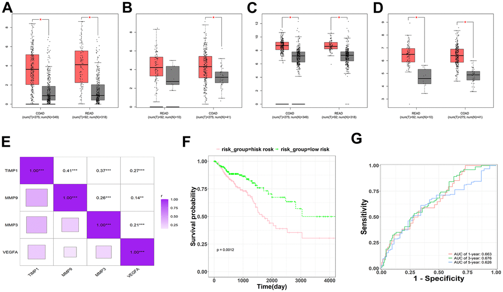 Survival, expression, and correlation analysis of the hub-genes in CRC. (A–D) Expression analysis for four genes (MMP3, MMP9, TIMP1 and VEGFA), red represents as Tumor, gray represents as Normal. (E) The correlation analysis for four genes (MMP3, MMP9, TIMP1 and VEGFA). (F) The KM survival plots for prognostic model which consist of four genes (MMP3, MMP9, TIMP1 and VEGFA). (G) The ROC curve analysis predicted this prognostic model at 1-, 3-, and 5-year survival rates.