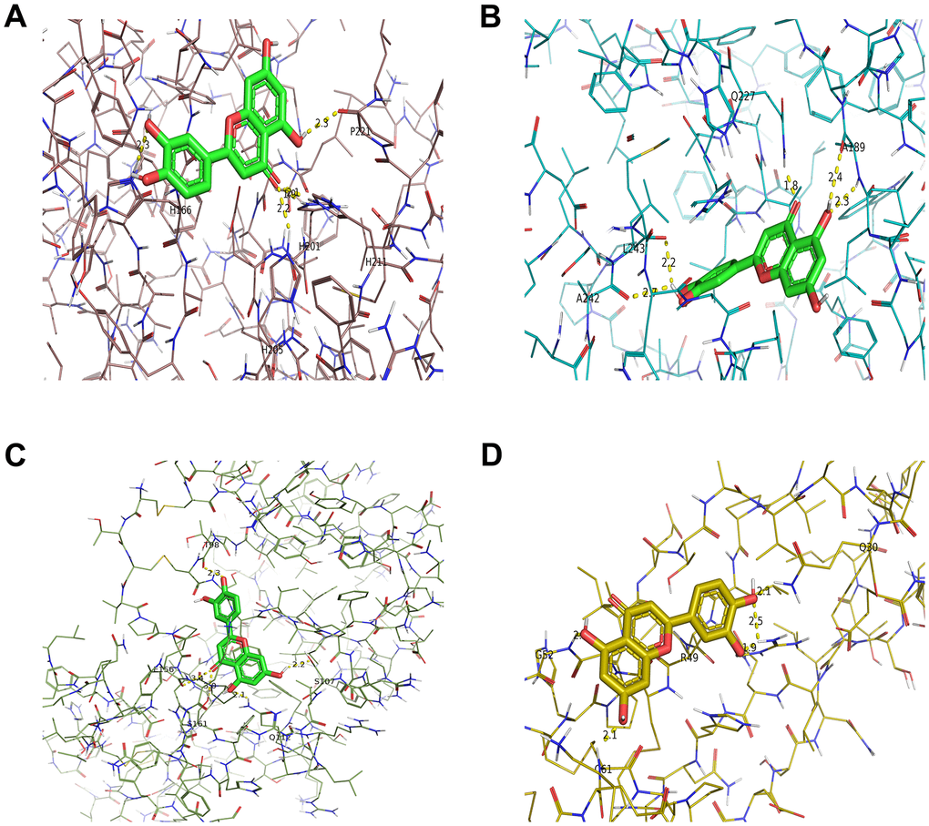 Molecular models of luteolin binding to its predicted protein targets. 3D receptor-ligand interaction diagram for the top four genes with the lowest binding energy for MMP3 (A), MMP9 (B), TIMP1 (C), VEGFA (D).