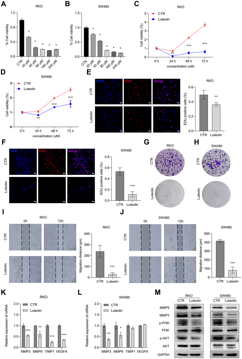 Luteolin represses the malignant phenotypes of CRC cells. (A, B) After treatment with different concentrations of luteolin (0, 20, 40, 80, 160, 200 μM) for 48 h, the cell viabilities of RKO and SW480 cells were determined by using CCK-8 assay. (C, D) After treatment with 40 μM luteolin or DMSO (control) for 24 h, 48 h and 72 h, the cell proliferation capacities of RKO and SW480 cells were determined using CCK-8. (E, F) After treatment with 40 μM luteolin or DMSO (control) for 24 h, the cell proliferation capacities of RKO and SW480 cells were determined using EdU assay. Bar = 20 μm. (G, H) After treatment with 40 μM luteolin or DMSO (control) for 2 weeks, the cell colonies were stained with crystal violet to display the effect of luteolin on proliferation of RKO and SW480 cells. (I, J) After treatment with 40 μM luteolin or DMSO (control) for 72 h, the migration distance of RKO and SW480 cells were assayed by wounding healing experiments. (K, L) After treatment with 40 μM luteolin or DMSO (control) for 24h, the expression level of MMP3, MMP9, TIMP1 and VEGFA in RKO and SW480 cells was detected by qRT-PCR assay. (M) After treatment with 40 μM luteolin or DMSO (control) for 24h, the expression levels of MMP9, MMP3, PI3K, p-PI3K, AKT and p-AKT in RKO and SW480 cells was analyzed by Western blot. Data are presented as mean ± SD, * p p p 