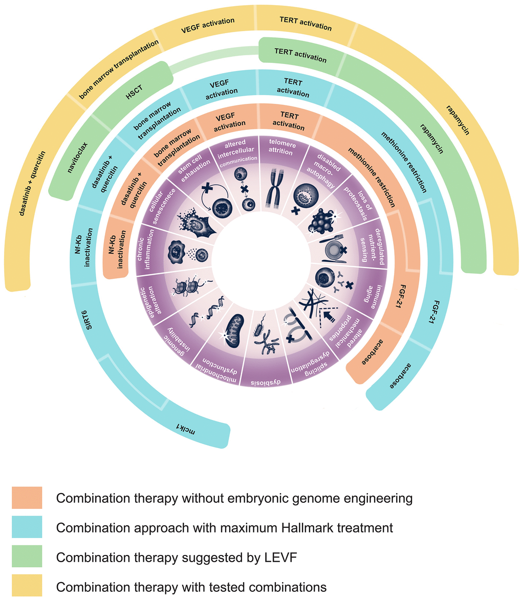 Possible strategies of development of aging combination therapies. This figure illustrates the various hallmarks of aging that could be addressed by different existing interventions. Additionally, it proposes four example combinations of therapies, each detailing which specific treatment targets a particular hallmark of aging.