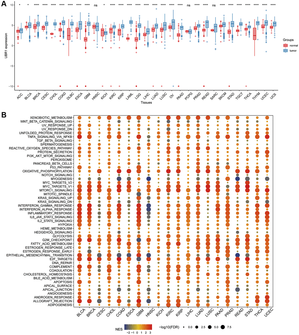 Analysis of UBR1 expression profile and GSEA in human cancers. (A) A comprehensive pan-cancer analysis was performed to evaluate UBR1 expression across various cancer and normal tissues using combined data from the TCGA and GTEX databases. Statistical significance is indicated as follows: ****p ***p **p *p B) To further understand the functional implications of UBR1 expression, a pan-cancer GSEA was conducted. This analysis identified significant enrichment of UBR1 in various signaling pathways across different cancer types.