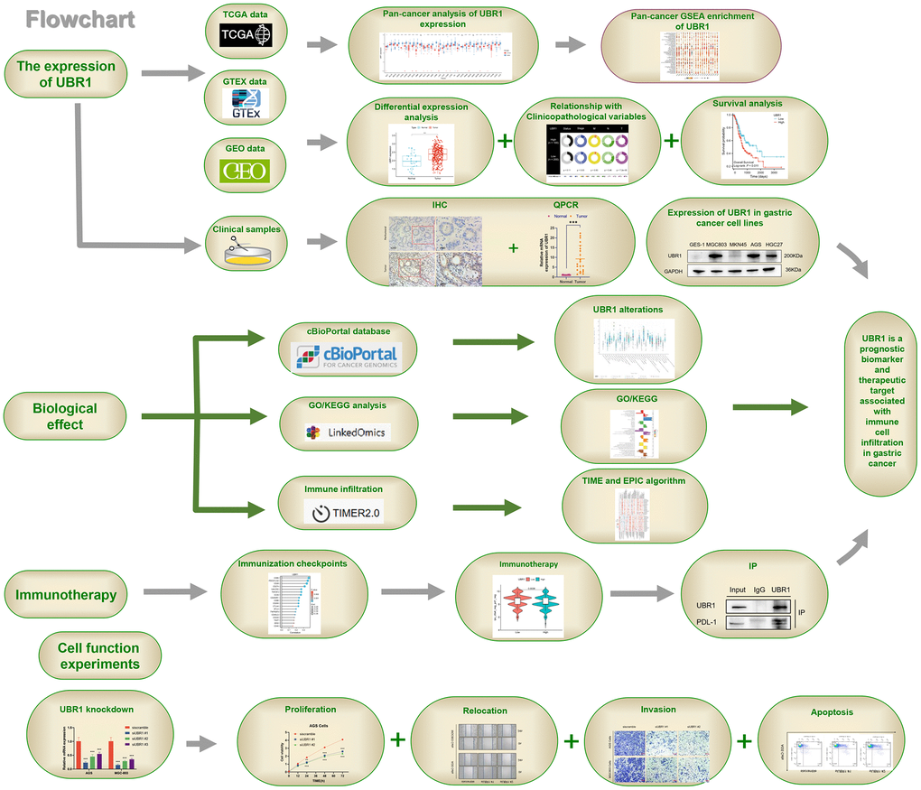 Study workflow. UBR1 is a prognostic biomarker and therapeutic target associated with immune cell infiltration in gastric cancer.