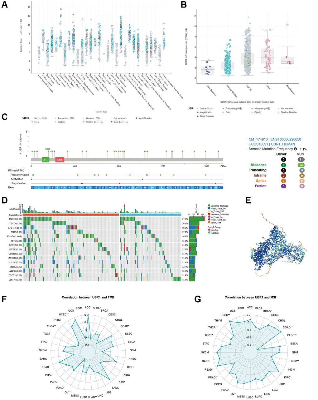 Genetic alterations of UBR1 in gastric cancer. (A) Analysis of the frequency of UBR1 mutations across various cancers using the cBioPortal database. (B) Frequency and types of genetic alterations of UBR1 in gastric cancer, including amplifications, deletions, and mutations. (C) Identification and analysis of UBR1 mutation sites, mutated amino acids, and their association with post-translational modifications, along with the overall frequency of these somatic mutations. (D) Mutation landscape of the top 15 genes with the highest frequency of UBR1 mutations in gastric cancer. (E) 4D structure of the UBR1 protein retrieved from the HPA database. (F, G) Correlation of UBR1 with Tumor Mutation Burden (TMB) and Microsatellite Instability (MSI) in malignancies, presented in radar charts.