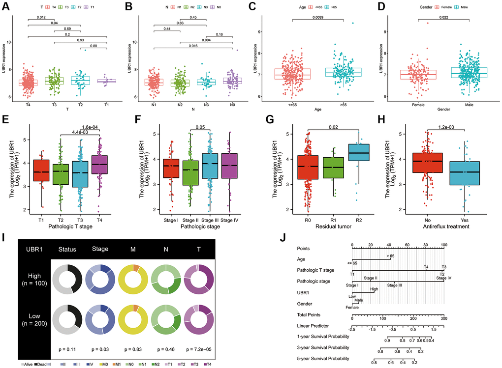 UBR1 expression is associated with GC progression. (A) UBR1 expression levels in patients with stage T3 and T4 gastric cancer (GC) compared to those with stage T2, based on the GEO dataset GSE84437. (B) UBR1 expression levels in patients with stage N1 and N2 GC compared to those with stage N0, from the GEO dataset GSE84437. (C) UBR1 expression levels in GC patients aged 65 years and older compared to younger patients, using data from the GEO dataset GSE84437. (D) UBR1 expression levels in male GC patients compared to female patients, based on the GEO dataset GSE84437. (E) UBR1 expression levels in patients with T4 stage GC, according to TCGA database data. (F) UBR1 expression levels in stage III GC patients compared to stage II patients, from the TCGA database. (G) UBR1 expression levels in tumors with sarcoid residual (R2) compared to those with complete tumor resection (R0), based on TCGA data. (H) UBR1 expression levels in patients who did not receive anti-reflux treatment, according to TCGA data. (I) Fan charts illustrating variations in UBR1 expression across different clinical prognostic stages. (J) Nomograms showing the relationship between UBR1 expression and various clinical prognostic factors in GC.