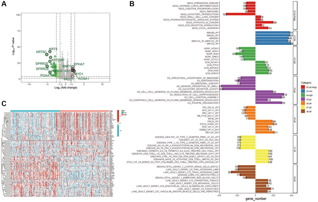 Enrichment analysis of the UBR1 functional network. (A) Volcano plots were utilized to examine the correlation between UBR1 and differentially expressed genes in gastric cancer (GC), with significance set at p B) A heat map illustrating the differentially expressed genes associated with UBR1 in GC. (C) KEGG and GO pathway analyses were performed on UBR1-regulated genes, displaying the enrichment of downregulated genes on the left and upregulated genes on the right.