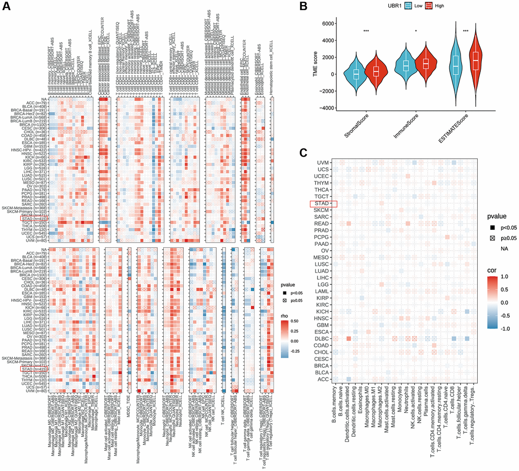 Correlation between UBR1 expression and immune cell infiltration. (A) The correlation between UBR1 expression and infiltrating immune cells was analyzed using the TIME algorithm. (B) Differences in immune, stromal, and ESTIMATE scores between high and low UBR1 expression groups were examined. (C) The EPIC algorithm was used to evaluate the expression of UBR1 and its relationship with immune-infiltrating cells. Significance levels are indicated as follows: *P **P ***P ****P 