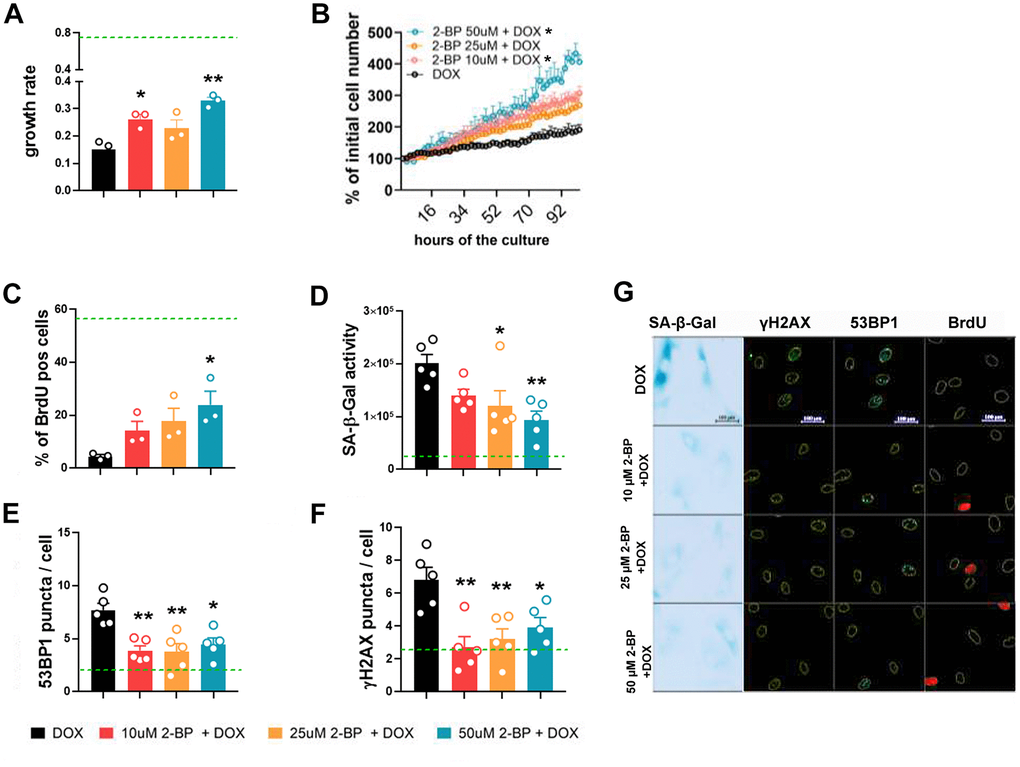 2-BP treatment decreases the expression of senescence markers in doxorubicin-treated VSMCs. Cells were pretreated with increasing doses of 2-BP for 24 h (pretreatment), washed and induced to senescence by a 2 h treatment with doxorubicin (DOX). The proliferation rate during a 4-day culture measured every 2 h was used to calculate the growth rate (A, B). Changes in the number of BrdU-positive cells (C), the level of SA-β-gal activity (D), and the number of DNA damage-associated 53BP1 (E) and γH2AX foci (F) 3 days after doxorubicin treatment in response to increasing doses of 2-BP. Green line marks the mean level of analyzed parameter in control, untreated cells. The results are shown as the means with SEM from N=3 or 5 biological replicates. Statistical analysis was performed using one-way ANOVA (comparison between DOX and 2-BP + DOX) or two-way ANOVA (for B), p≤ 0.05, **p≤0.01. Representative images of SA-β-gal activity and 53BP1 and γH2AX levels are shown in Panel (G).